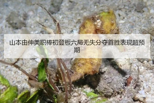 shan-ben-you-shen-mei-zhi-bang-chu-deng-ban-liu-ju-wu-shi-fen-duo-shou-sheng-biao-xian-chao-yu-qi-2-169.jpg